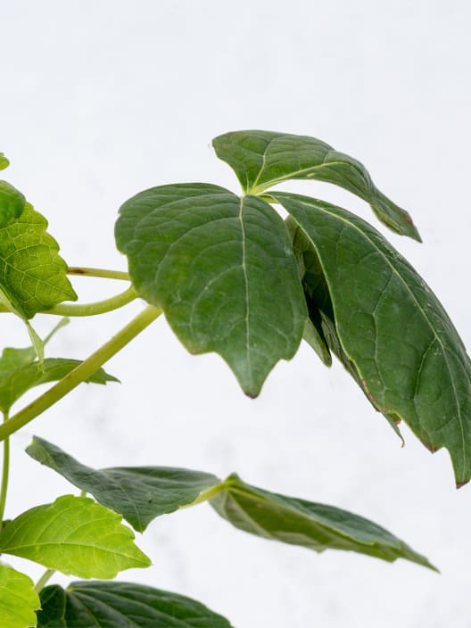 Parra virgen de Boston (parthenocissus tricuspidata)