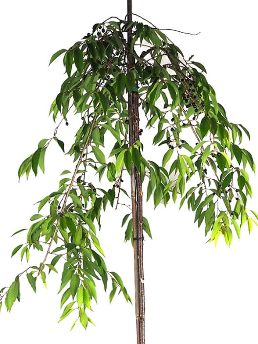 Prunus Subhirtella "Pendula"
