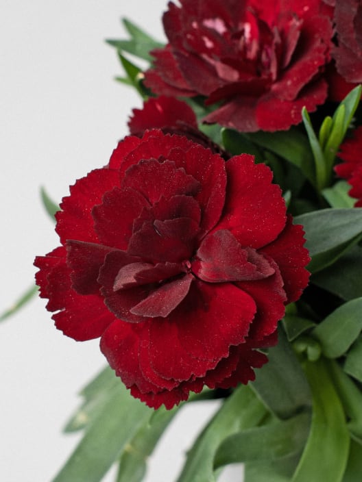 Dianthus caryophyllus 'Mini' - Clavel