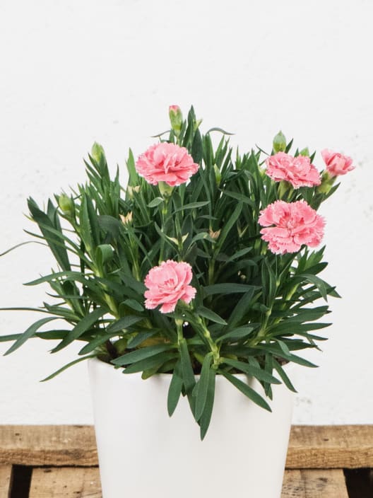 Dianthus caryophyllus 'Mini' - Clavel