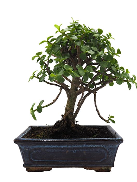 Bonsai Arbusto Elefante (Portulacaria afra)