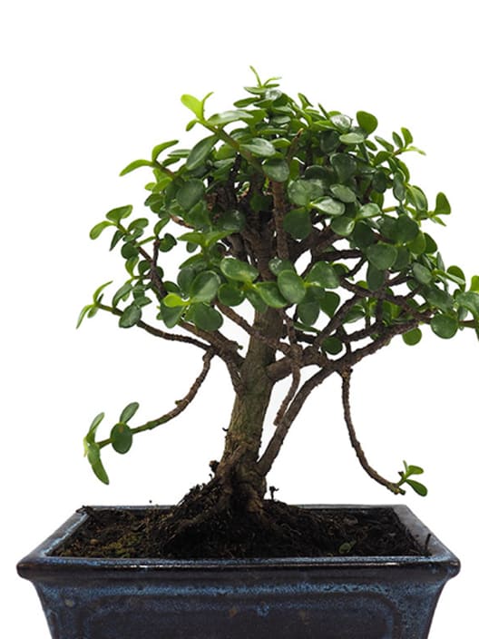 Bonsai Arbusto Elefante (Portulacaria afra)