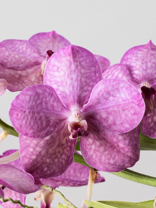 Orquídea Vanda
