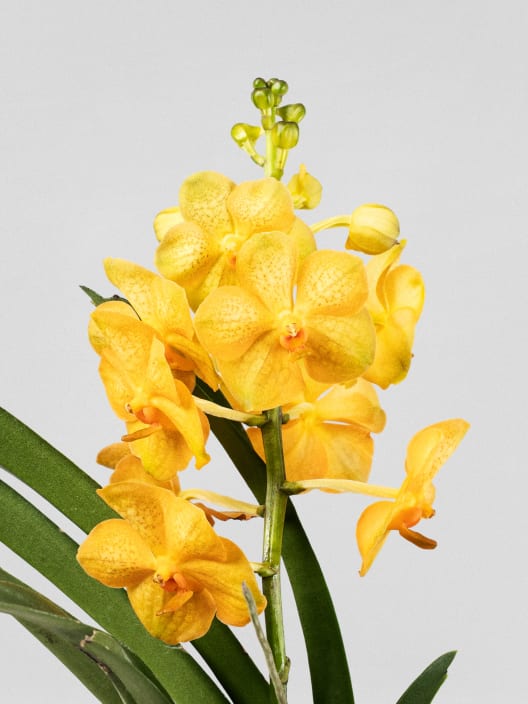 Orquídea Vanda