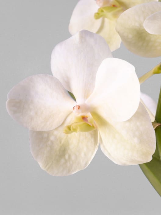 Orquídea Vanda
