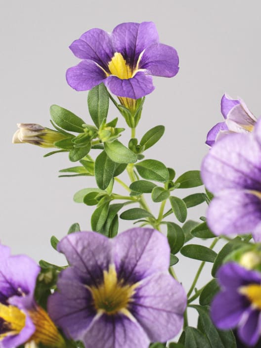 Calibrachoa