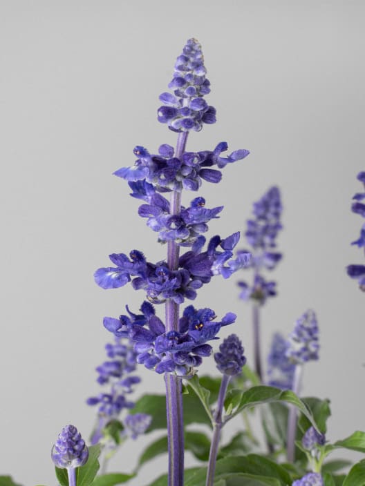 Salvia farinacea