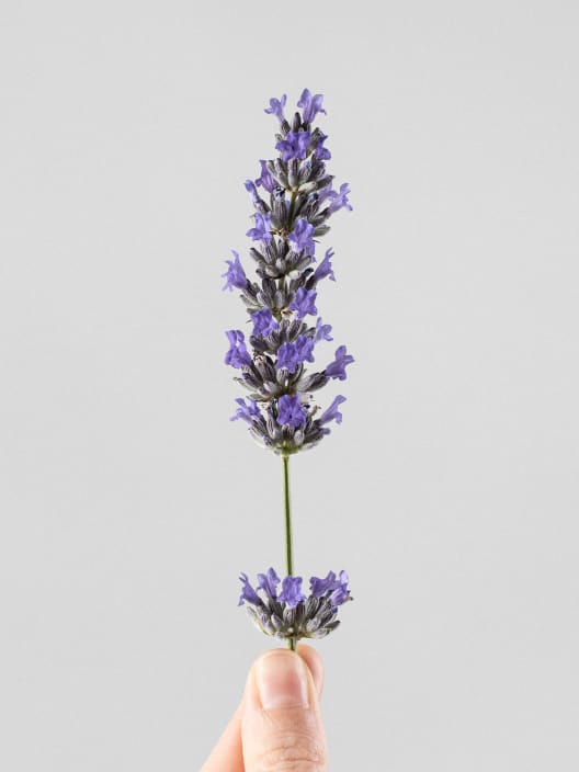 Lavandula angustifolia - Planta aromática