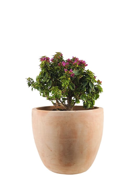 Buganvilla (bouganvillea mini thai)