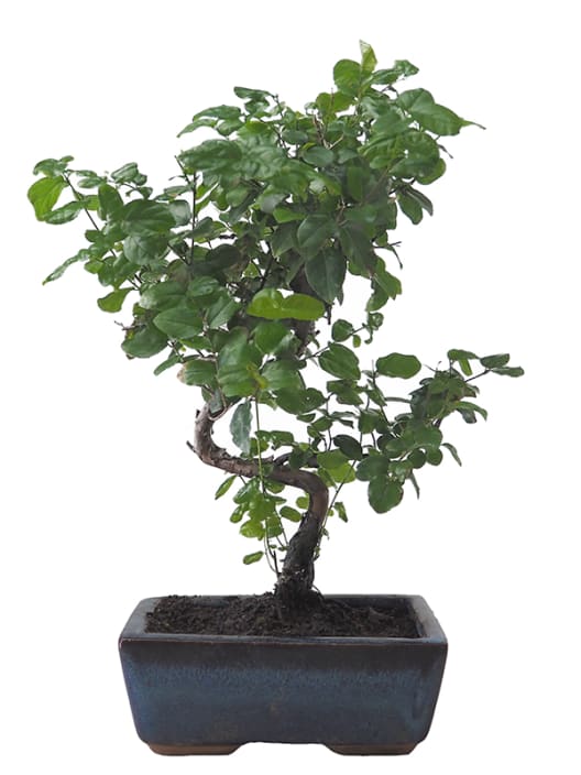 Bonsai Ciruelo dulce chino (Sageretia theezans)