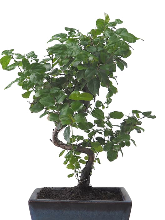 Bonsai Ciruelo dulce chino (Sageretia theezans)