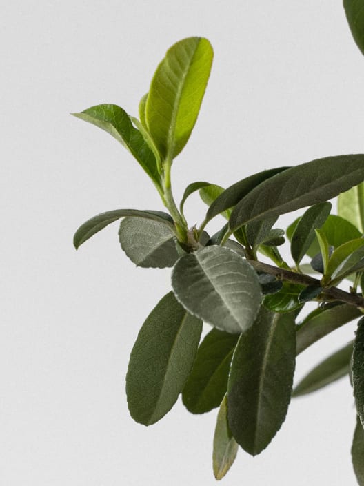 Bonsai Espino de fuego (Pyracantha)