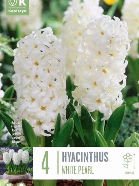 Bulbos de Jacintos 'White Pearl'