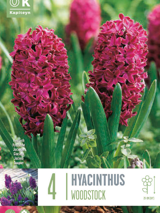 Bulbos de Jacintos 'Woodstock'