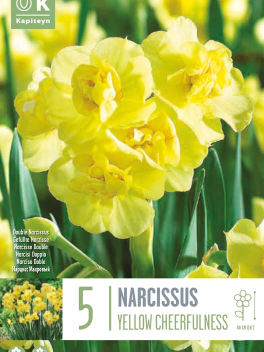 Bulbos de Narcissus 'Yellow Cheerfulness'