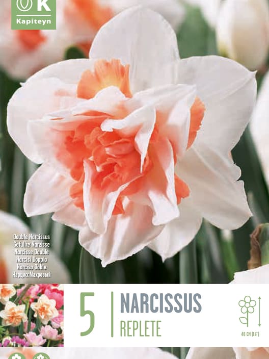 Bulbos de Narcissus 'Replete'