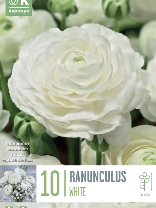 Bulbos de Ranunculus asiaticus 'Aviv White'