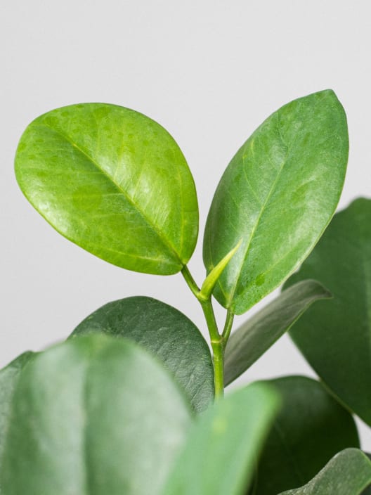 Ficus microcarpa 'Moclame' Trenzado