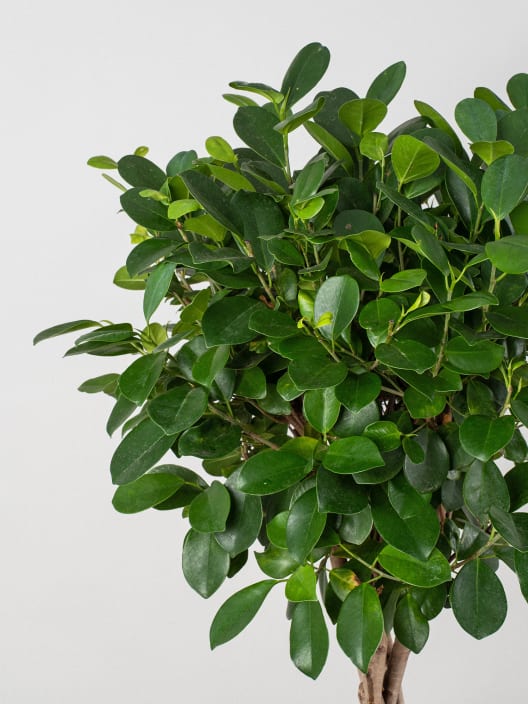 Ficus microcarpa 'Moclame' Trenzado