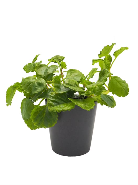 Plectranthus verticillatus - Planta del Dinero