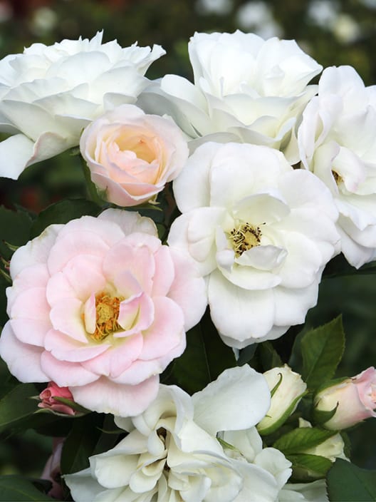 Rosal la sevillana blanco 1.4 litros