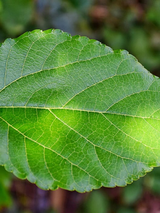 Morus alba 'Fruitless'