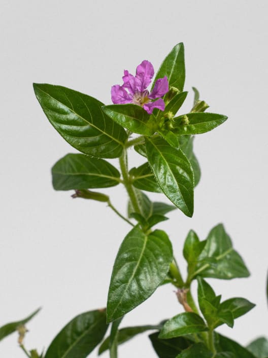 Cuphea hyssopifolia