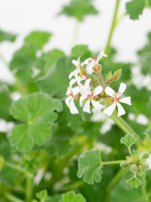 Geranio aromático (Pelargonium graveolens)