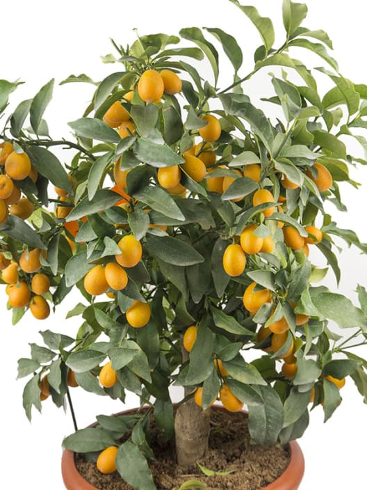 Calamondino (Citrofortunella microcarpa)