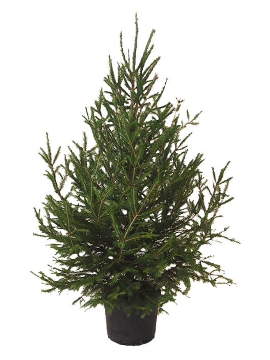 Árbol de Navidad Natural Excelsa (enraizado)