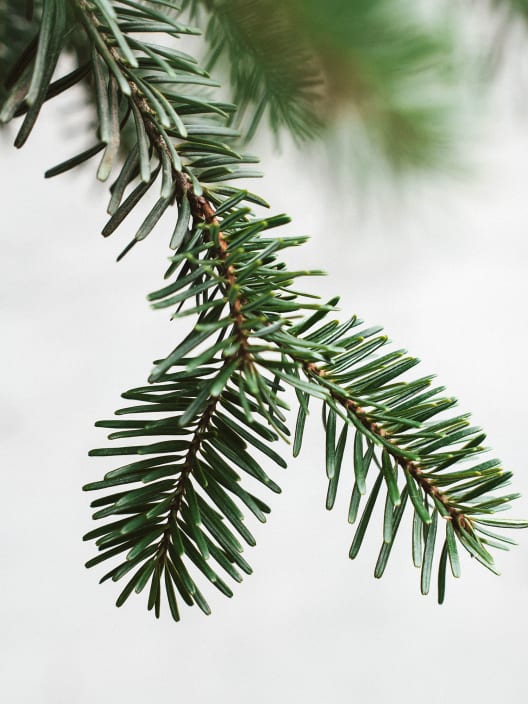 Árbol de Navidad Natural Nordmanniana (enraizado)