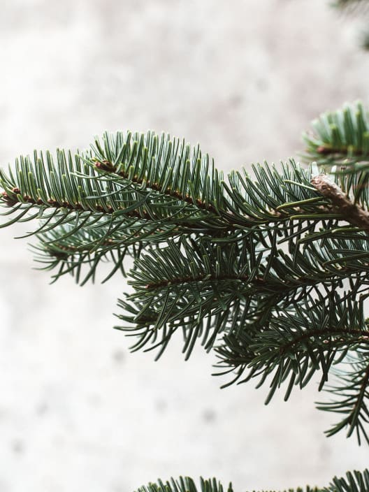 Árbol de Navidad Natural Nordmanniana (enraizado)