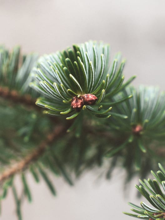 Árbol de Navidad Natural Nordmanniana (enraizado)