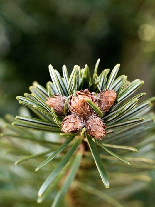 Árbol de Navidad Natural Nordmanniana (cortado)