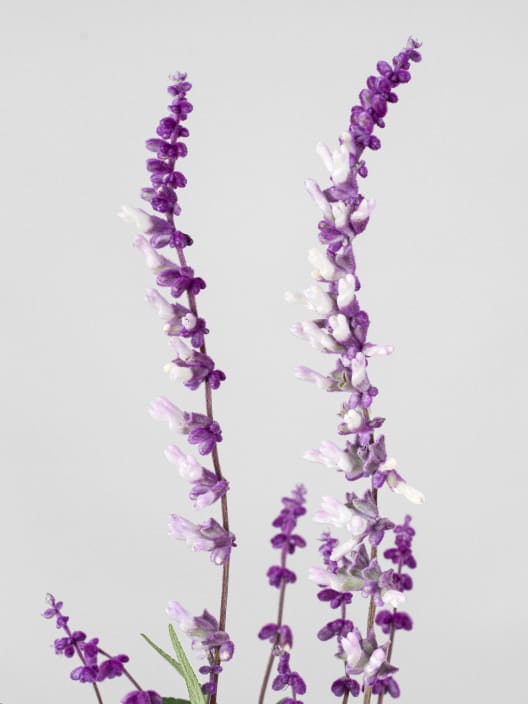 Salvia leucantha