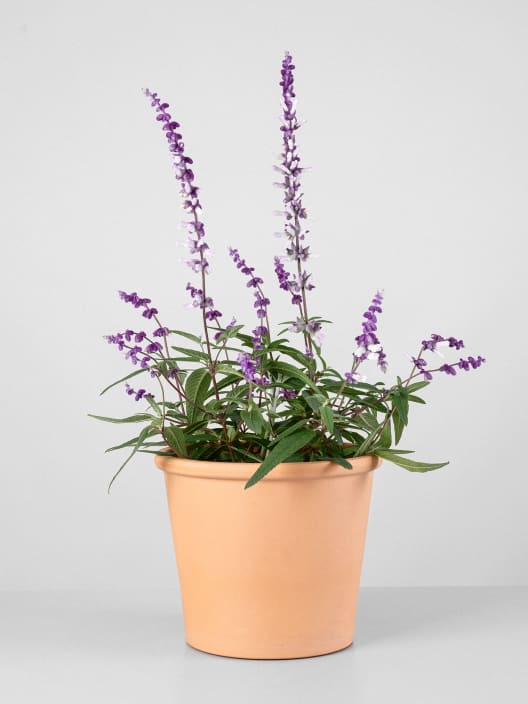Salvia leucantha