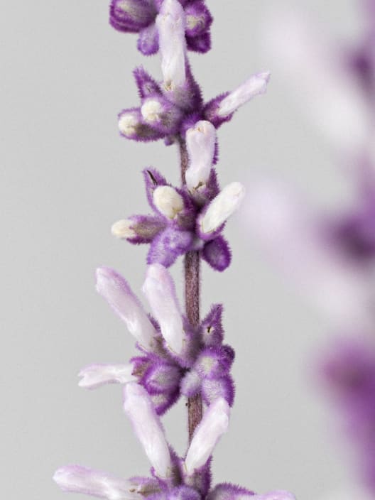 Salvia leucantha