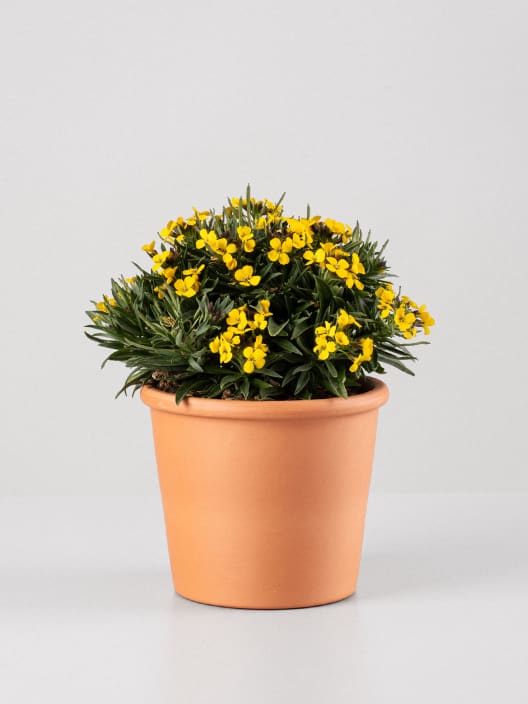 Erysimum - Alhelí amarillo