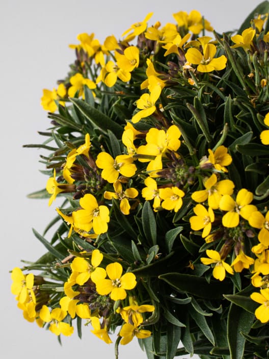 Erysimum - Alhelí amarillo