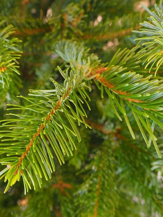 Árbol de Navidad Natural Nordmanniana (cortado)