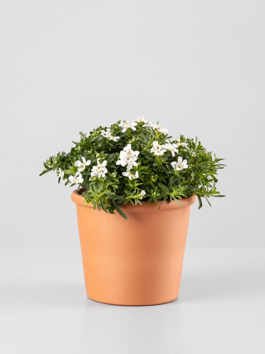 Iberis sempervirens