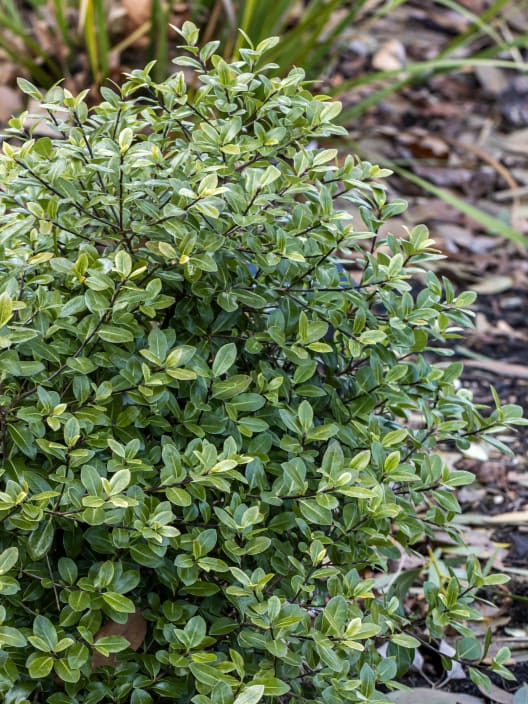 Pittosporum tenuifolium golf ball