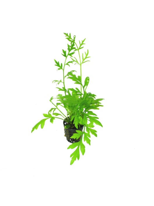 Ceratopteris siliquosa - Planta de acuario