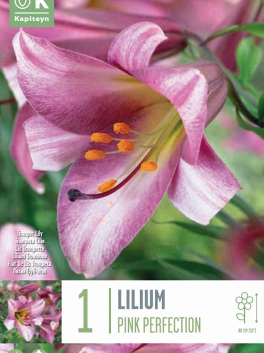 1 bulbo lilium pink perfection