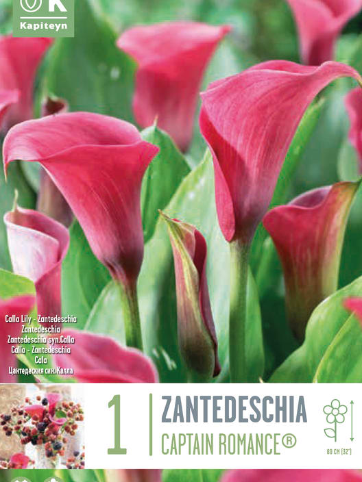 Bulbos de Zantedeschia 'Captain Romance'