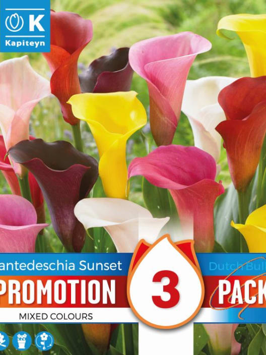 Bulbos de Zantedeschia Promotion Pack sunset mix