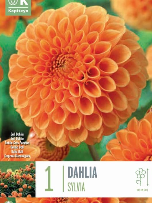 Bulbos de Dahlia 'Sylvia'
