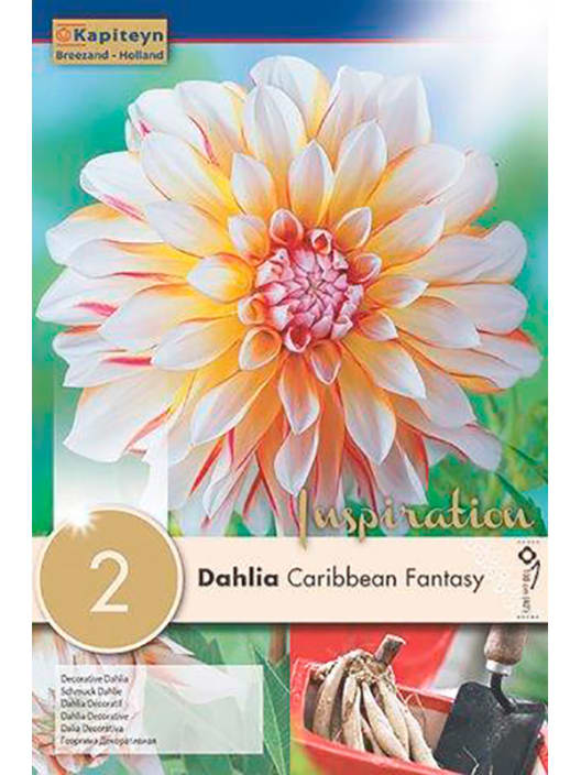 Bulbos de Dahlia 'Carribean Fantasy'