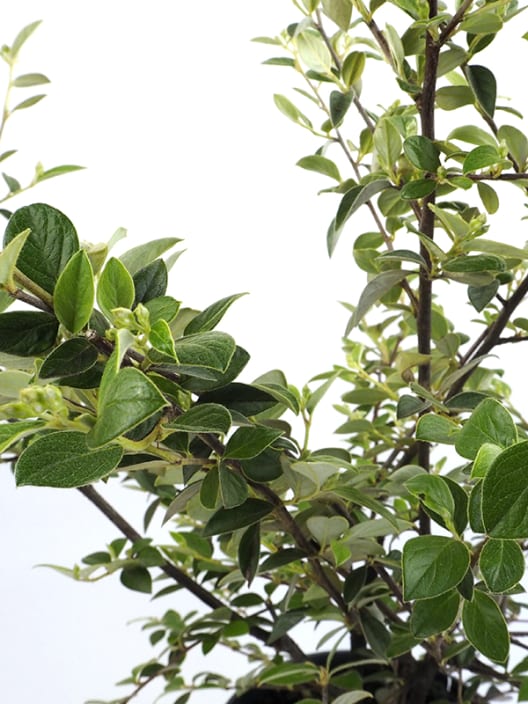 Cotoneaster franchetti