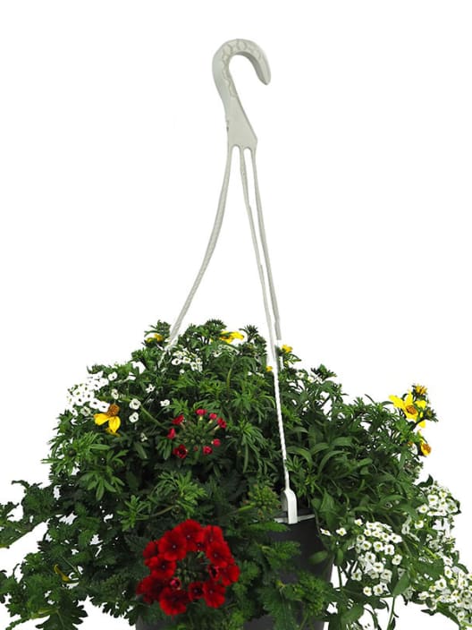 Composición de lobelia